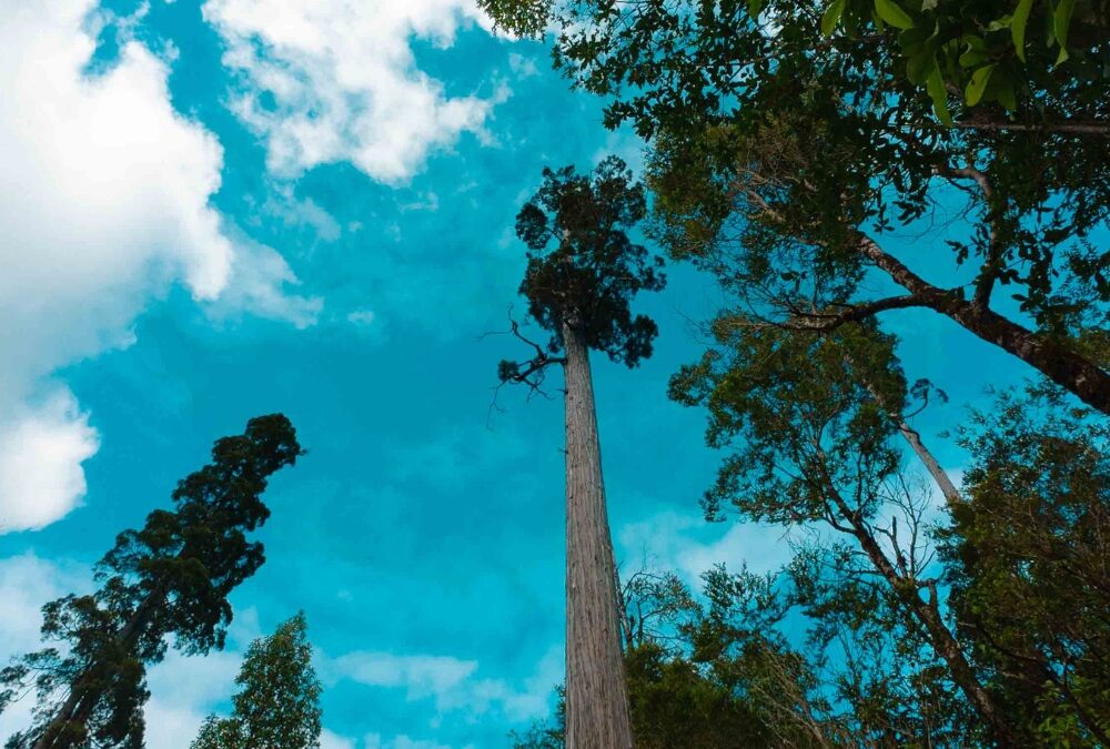 EXCURSIÓN PARQUE ALERCE ANDINO