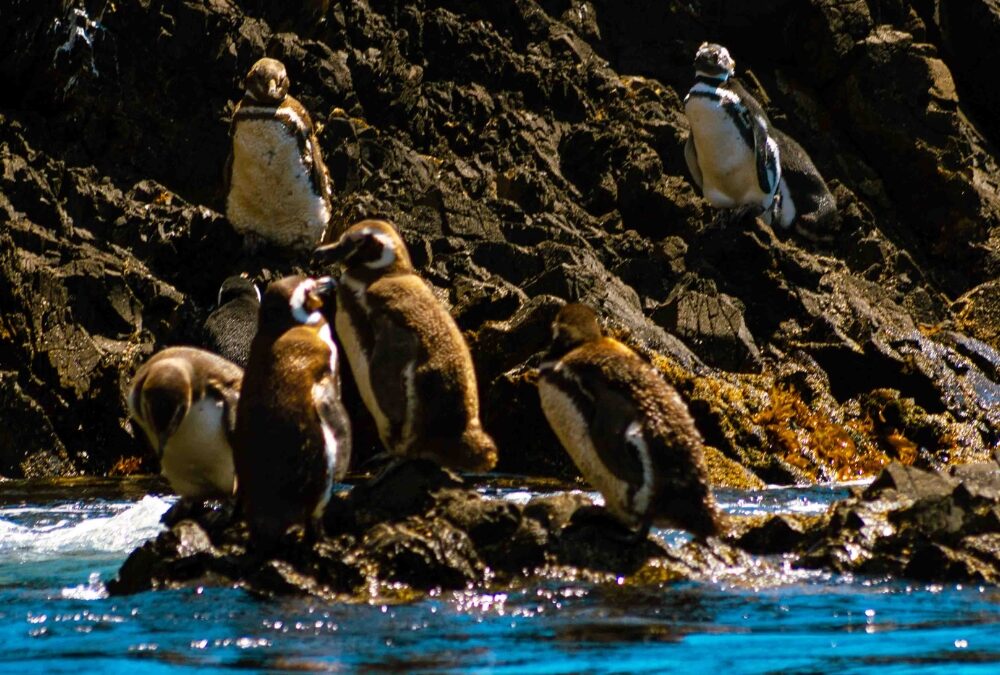 EXCURSIÓN ANCUD Y PINGUINERAS DE PUÑIHUIL