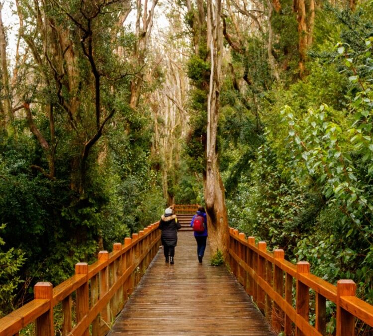 ISLA VICTORIA Y BOSQUE DE ARRAYANES