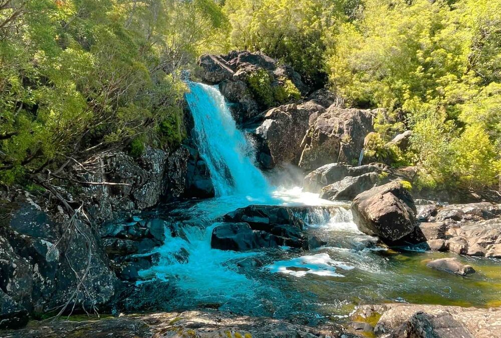 EXCURSIÓN PARQUE ALERCE ANDINO